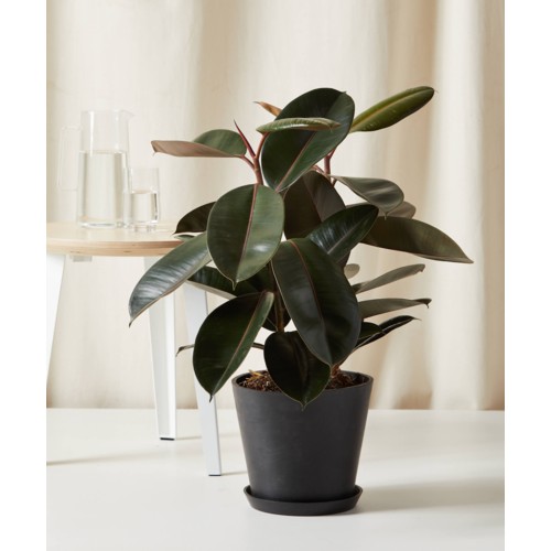 Bloomscape Burgundy Rubber Tree with Charcoal Pot