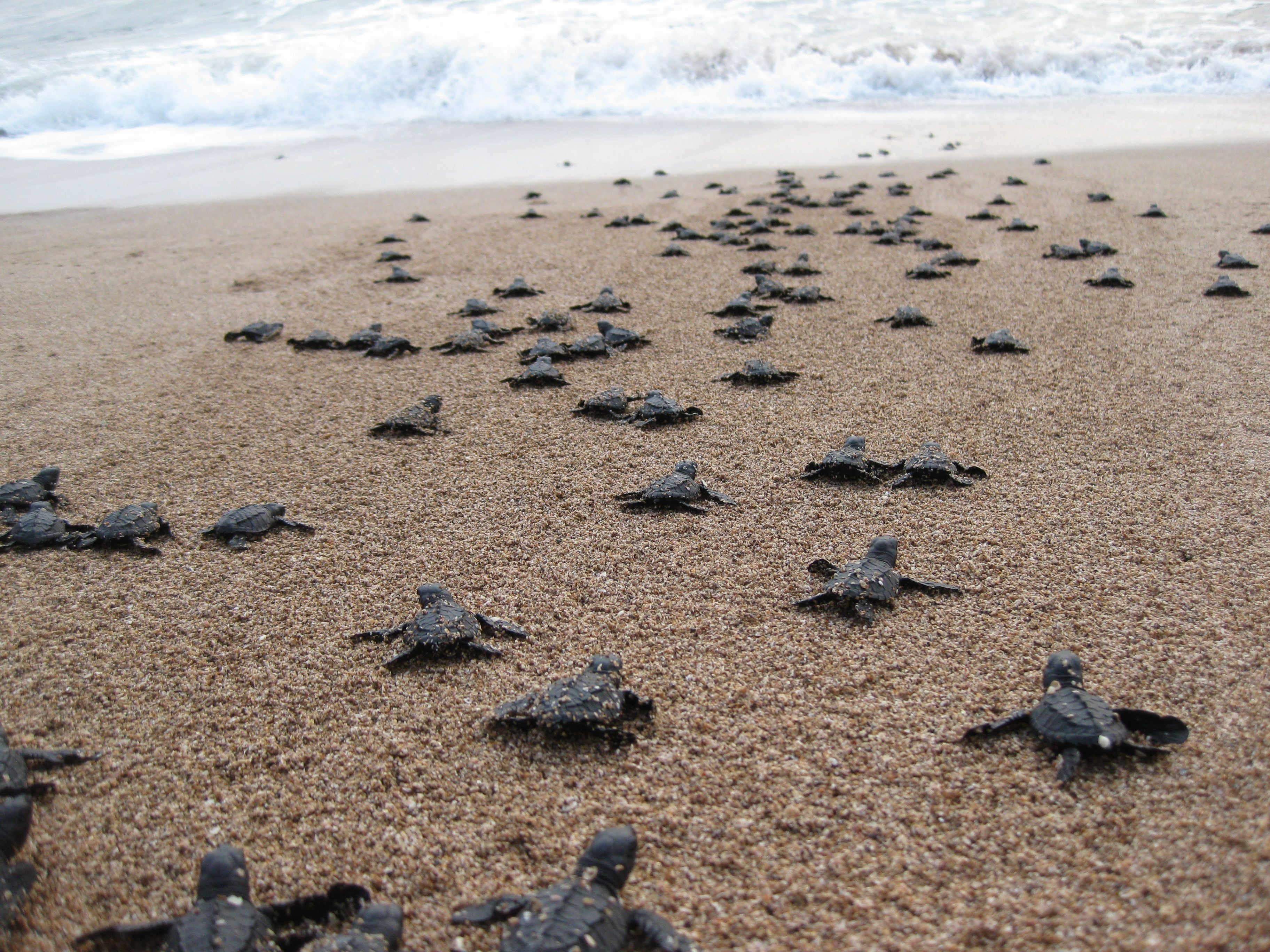 Save Sea Turtle Hatchlings