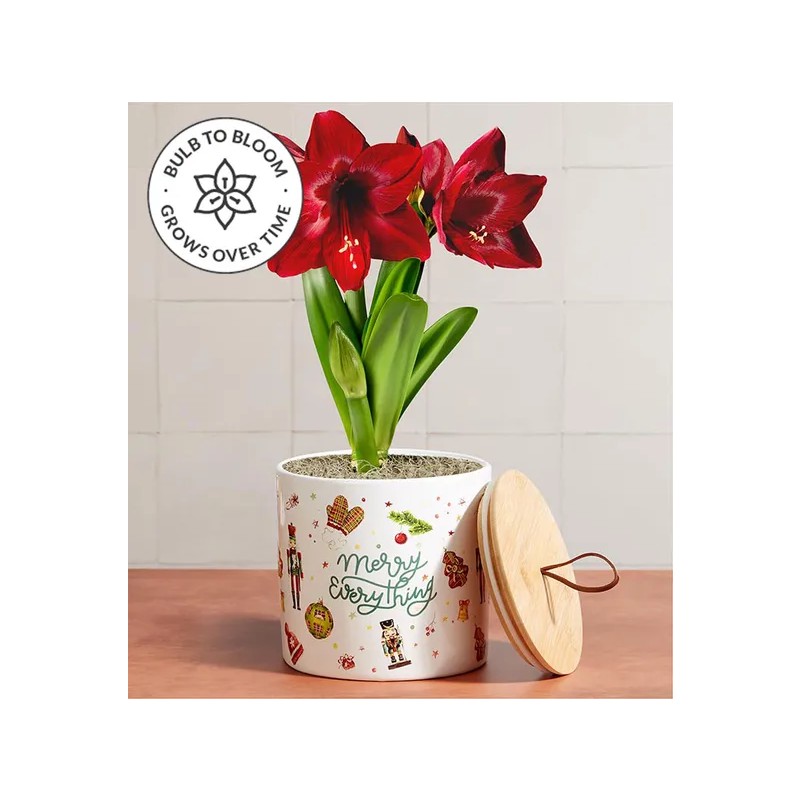 Merry Amaryllis- 5inch Red