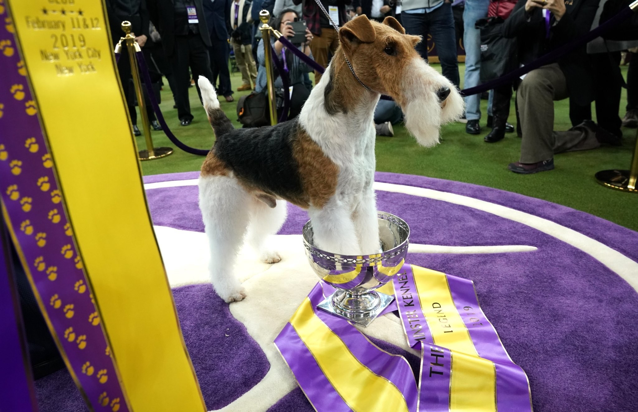 Westminster Dog Show Two Day Experience