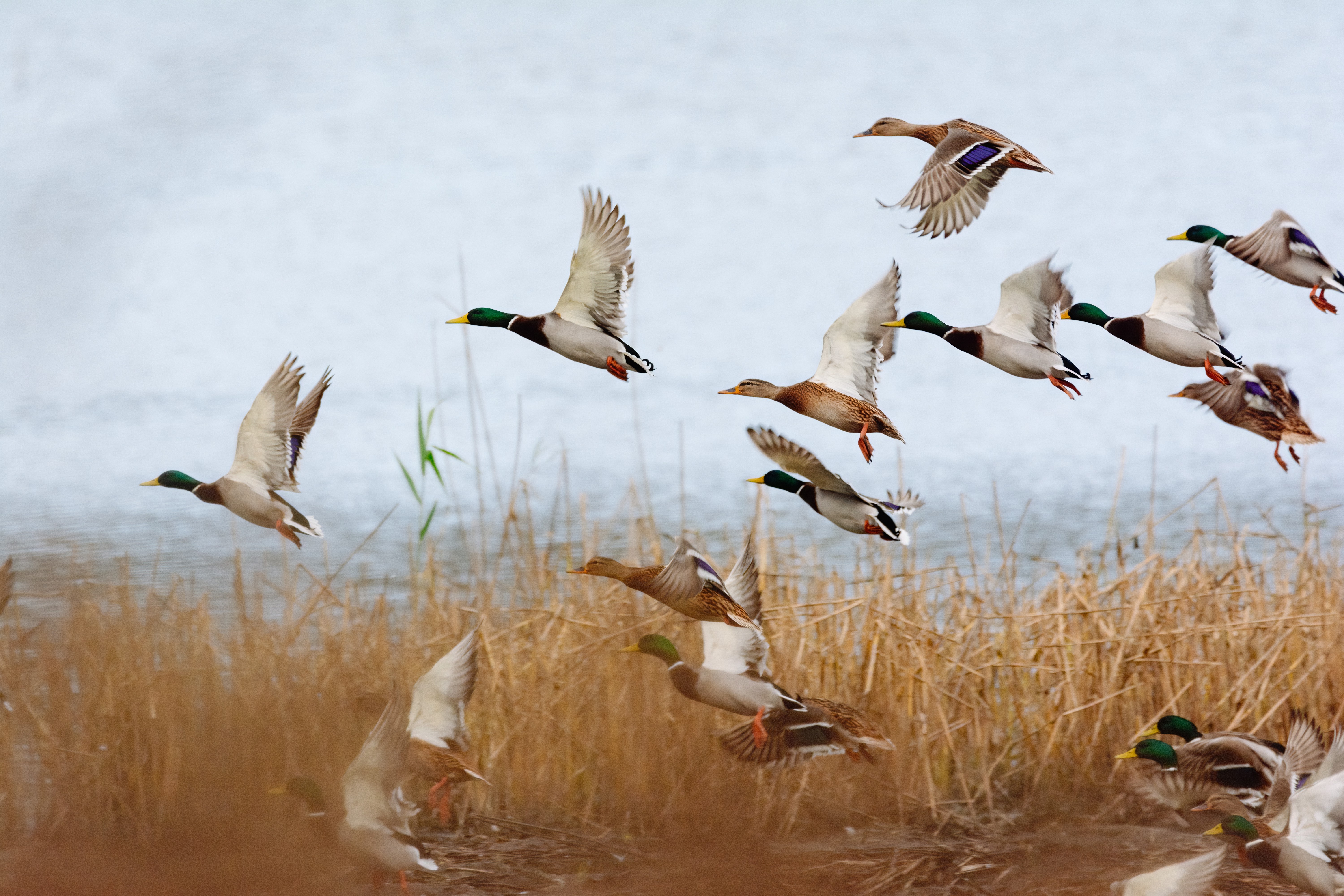 Stuttgart Arkansas Duck Hunt