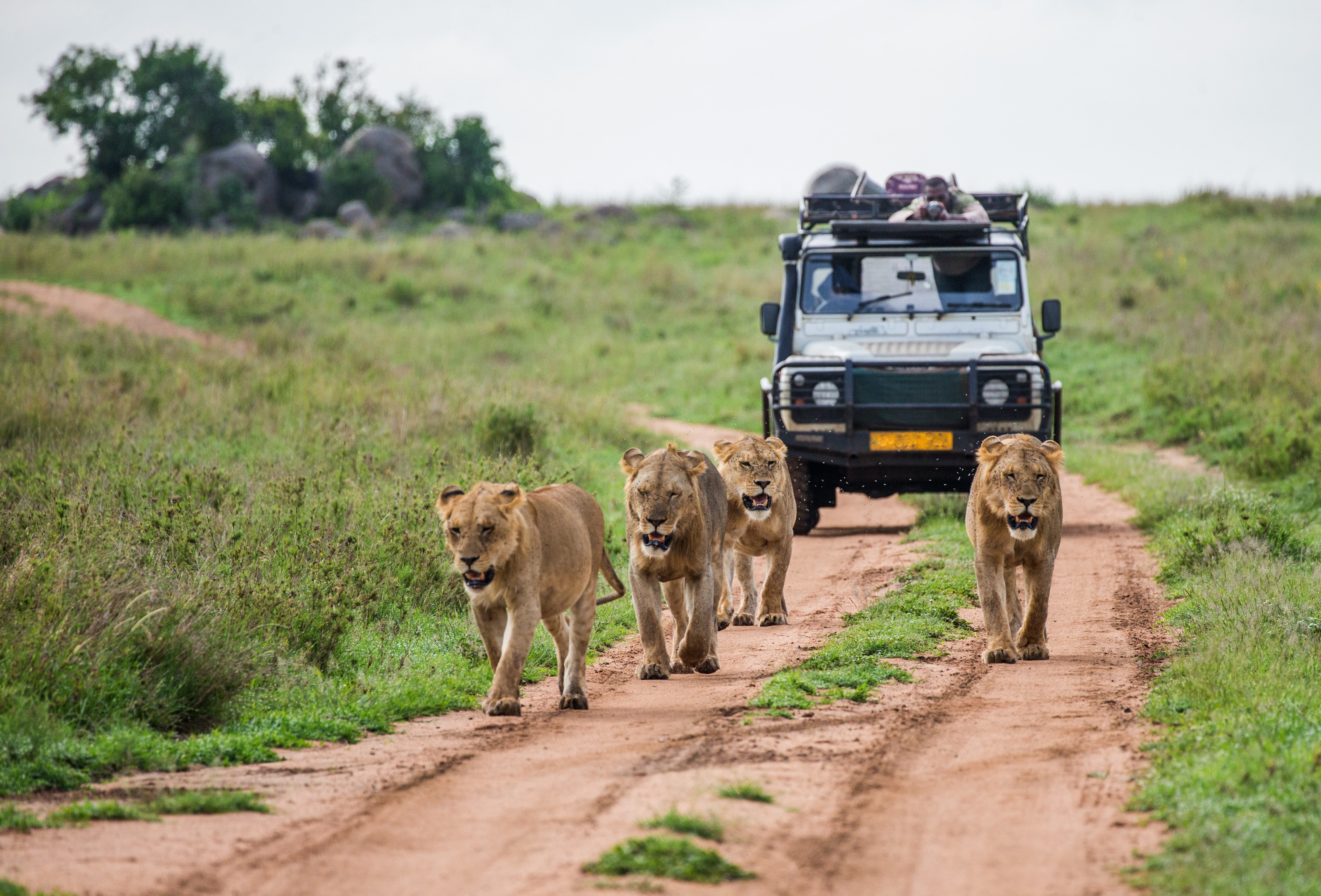 Kenyan 4 Day Safari Experience