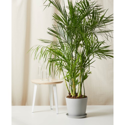 Bloomscape Bamboo Palm with Stone Pot